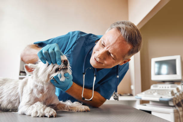 Best Emergency Dentist for Special Needs Patients in Fairfield Harbour, NC